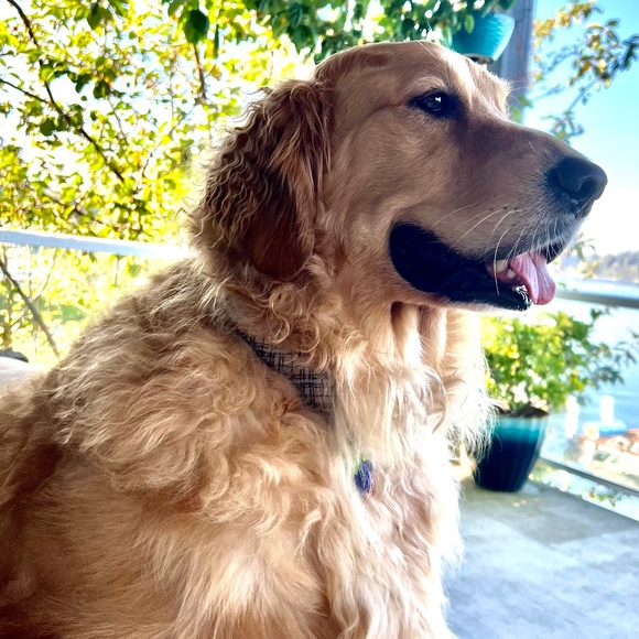 Meet your Posher, Mel - Picture 2 of 4